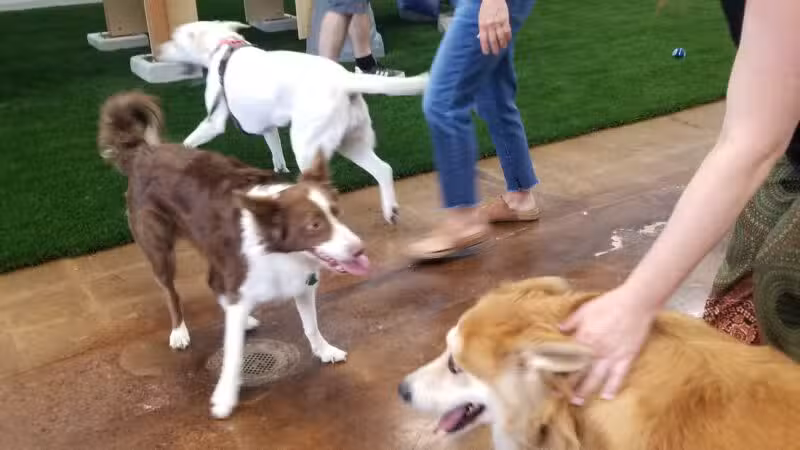 Bark Dog Park & Tap Room - Modesto, CA