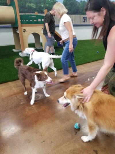 Bark Dog Park & Tap Room - Modesto, CA