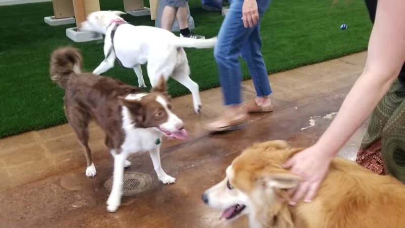 Bark Dog Park & Tap Room - Modesto, CA