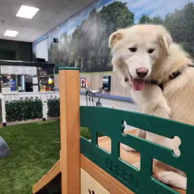 Bark Dog Park & Tap Room - Modesto, CA