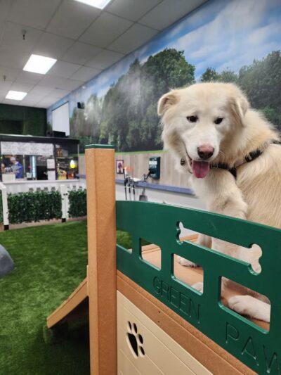 Bark Dog Park & Tap Room - Modesto, CA