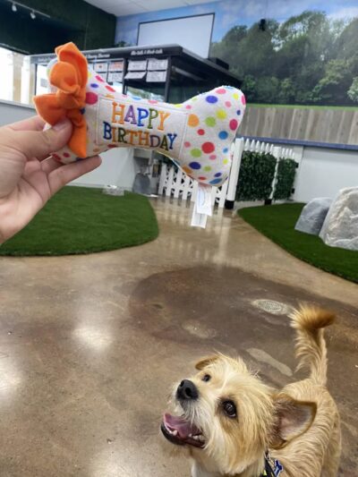 Bark Dog Park & Tap Room - Modesto, CA