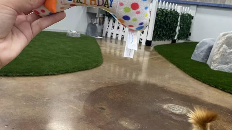 Bark Dog Park & Tap Room - Modesto, CA