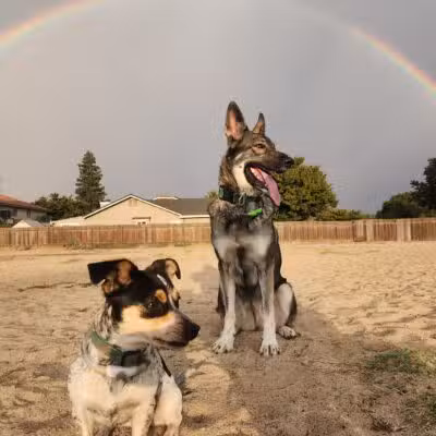 Dog Park - Modesto, CA