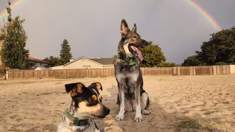 Dog Park - Modesto, CA