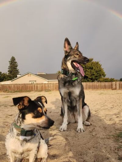 Dog Park - Modesto, CA