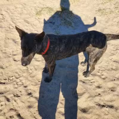 Dog Park - Modesto, CA