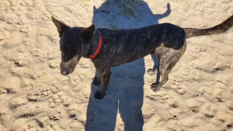 Dog Park - Modesto, CA