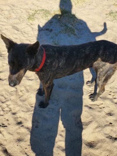 Dog Park - Modesto, CA