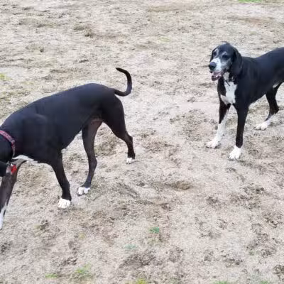 Dog Park - Modesto, CA