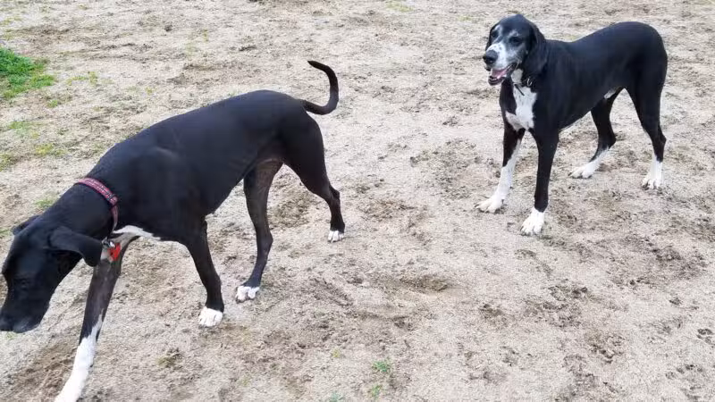 Dog Park - Modesto, CA