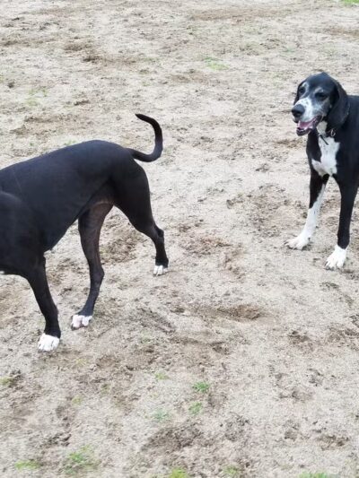 Dog Park - Modesto, CA