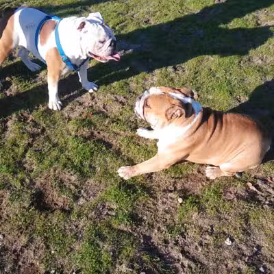 Dog Park - Modesto, CA