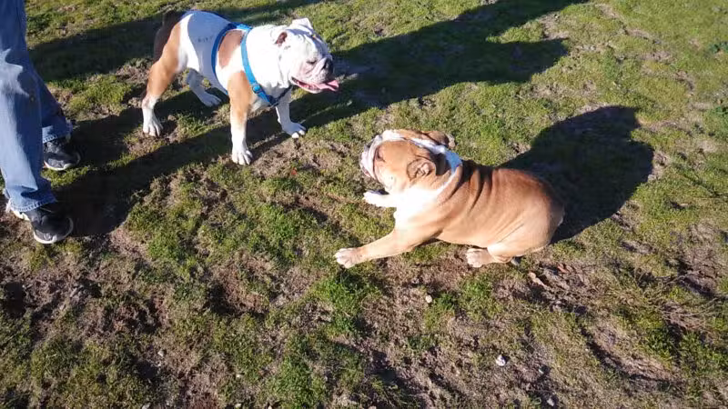 Dog Park - Modesto, CA