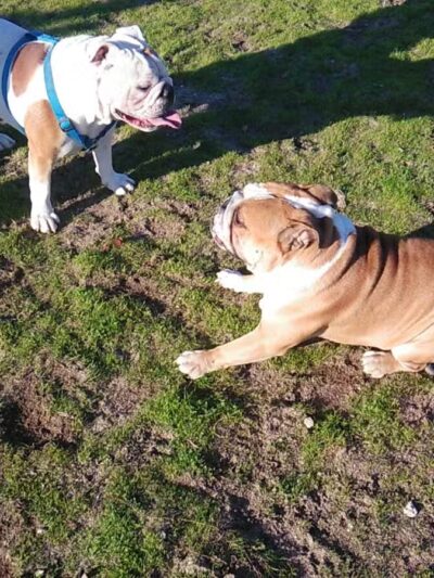 Dog Park - Modesto, CA