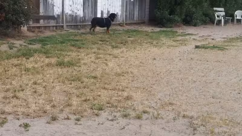 Dog Park - Modesto, CA