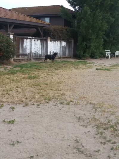 Dog Park - Modesto, CA