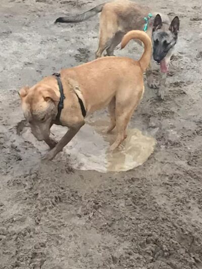 Dog Park - Modesto, CA