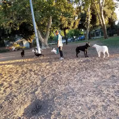 Elk Park / Modesto Dog Park - Modesto, CA