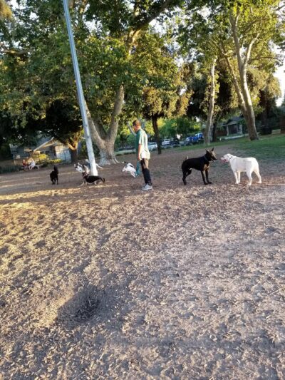 Elk Park / Modesto Dog Park - Modesto, CA