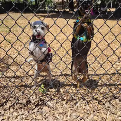 Elk Park / Modesto Dog Park - Modesto, CA