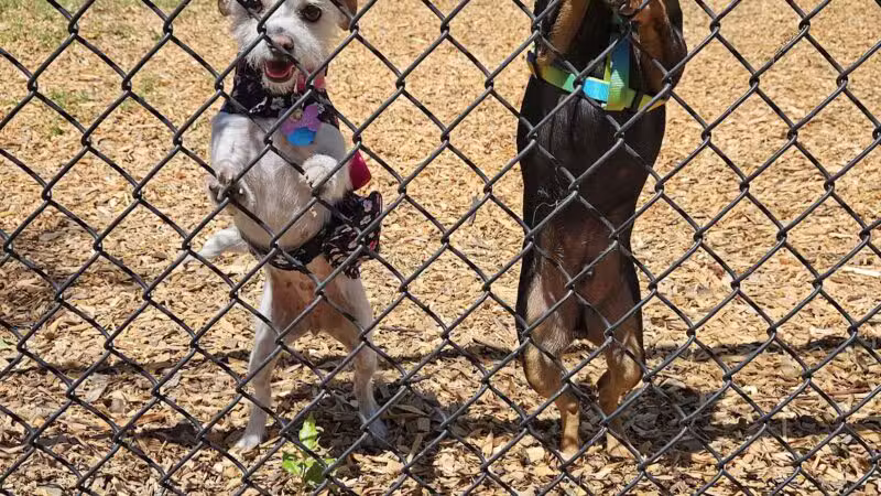 Elk Park / Modesto Dog Park - Modesto, CA