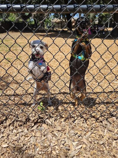 Elk Park / Modesto Dog Park - Modesto, CA