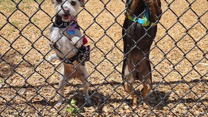 Elk Park / Modesto Dog Park - Modesto, CA