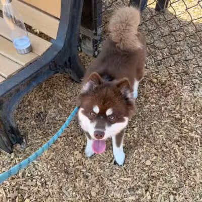 Elk Park / Modesto Dog Park - Modesto, CA