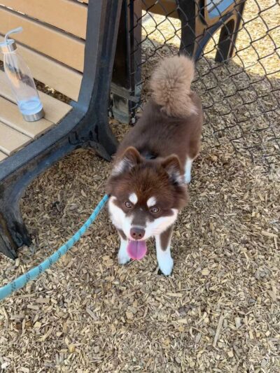 Elk Park / Modesto Dog Park - Modesto, CA