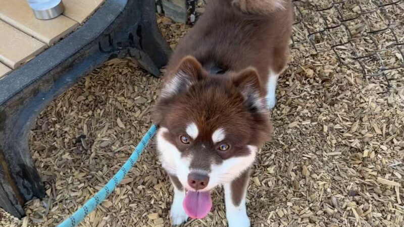 Elk Park / Modesto Dog Park - Modesto, CA