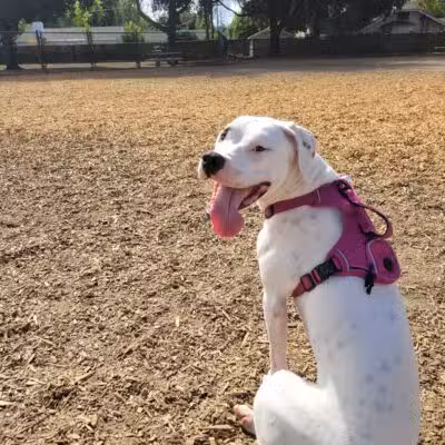 Elk Park / Modesto Dog Park - Modesto, CA