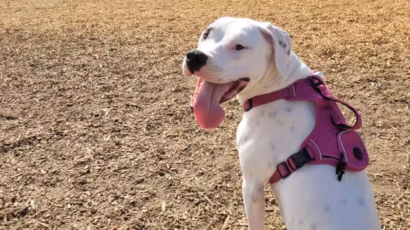 Elk Park / Modesto Dog Park - Modesto, CA