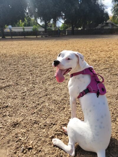 Elk Park / Modesto Dog Park - Modesto, CA