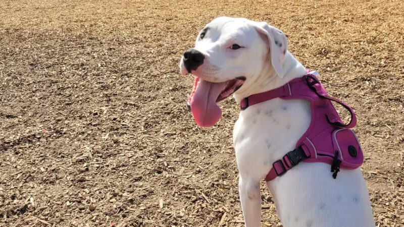 Elk Park / Modesto Dog Park - Modesto, CA