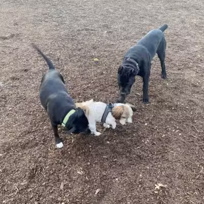 Elk Park / Modesto Dog Park - Modesto, CA