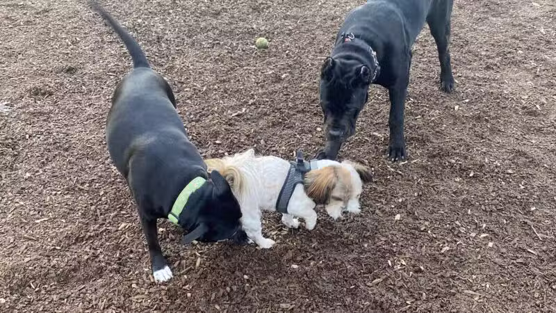 Elk Park / Modesto Dog Park - Modesto, CA