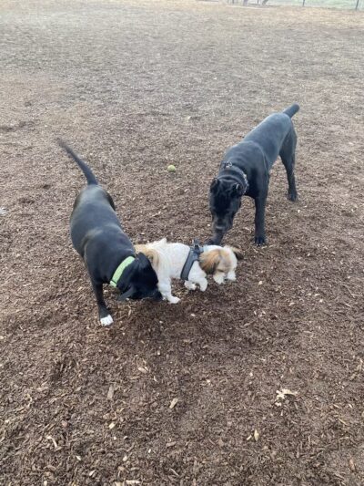 Elk Park / Modesto Dog Park - Modesto, CA