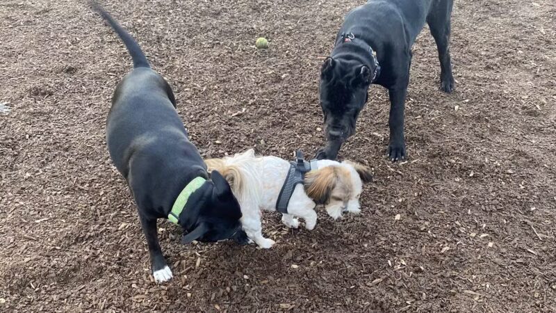 Elk Park / Modesto Dog Park - Modesto, CA