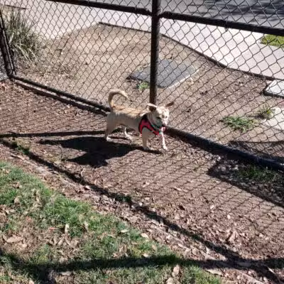 Elk Park / Modesto Dog Park - Modesto, CA