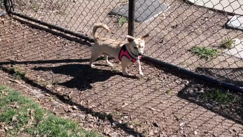 Elk Park / Modesto Dog Park - Modesto, CA