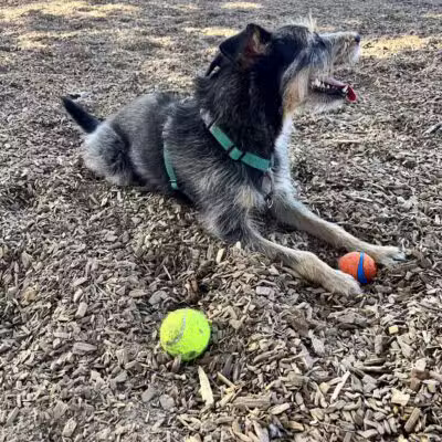 Elk Park / Modesto Dog Park - Modesto, CA