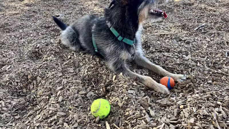 Elk Park / Modesto Dog Park - Modesto, CA