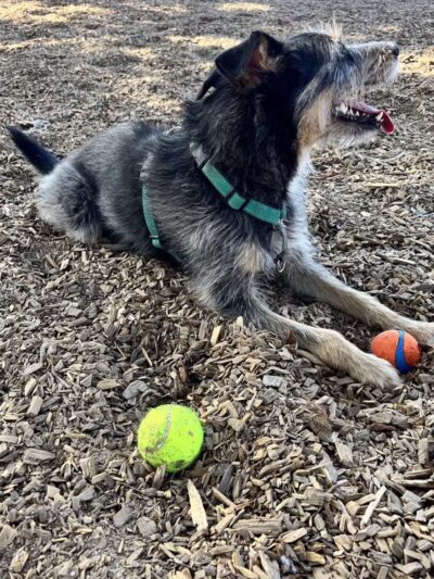 Elk Park / Modesto Dog Park - Modesto, CA