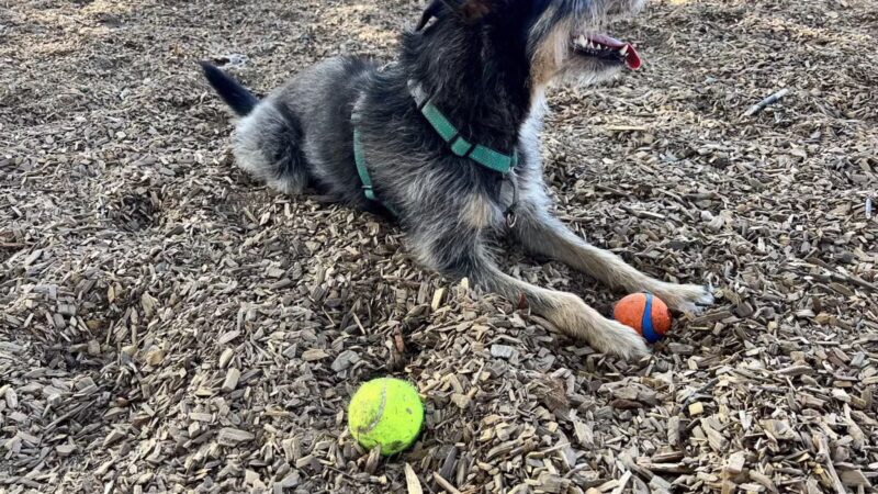 Elk Park / Modesto Dog Park - Modesto, CA