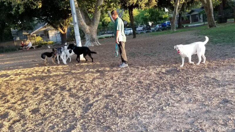 Elk Park / Modesto Dog Park - Modesto, CA