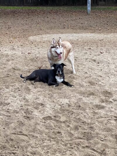 Elk Park / Modesto Dog Park - Modesto, CA