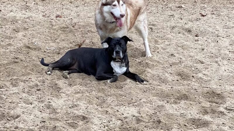 Elk Park / Modesto Dog Park - Modesto, CA