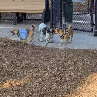 Modesto's First Dog Park - Modesto, CA