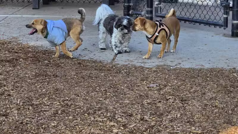 Modesto's First Dog Park - Modesto, CA